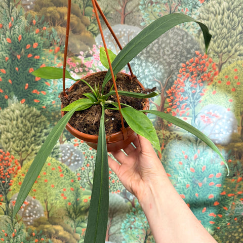 Anthurium vittarifolium – Strap Leaf Anthurium - Sprouts of Bristol
