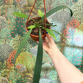 Anthurium vittarifolium – Strap Leaf Anthurium - Sprouts of Bristol