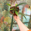 Anthurium vittarifolium – Strap Leaf Anthurium - Sprouts of Bristol