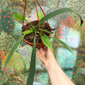 Anthurium vittarifolium – Strap Leaf Anthurium - Sprouts of Bristol