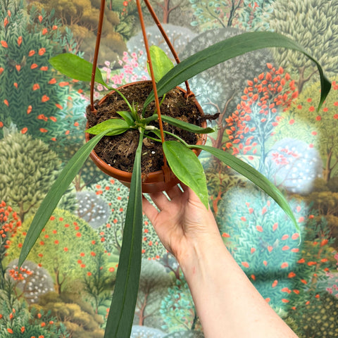 Anthurium vittarifolium – Strap Leaf Anthurium - Sprouts of Bristol