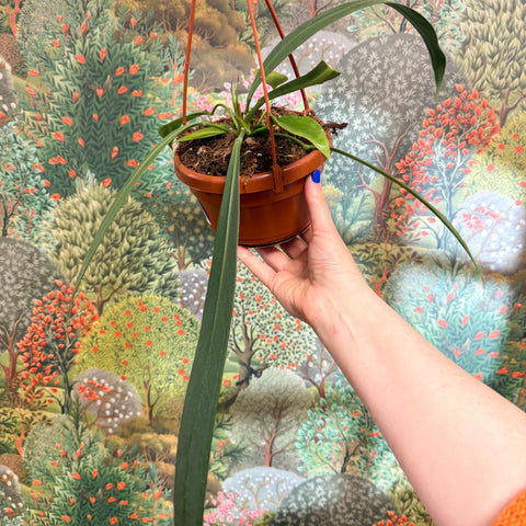 Anthurium vittarifolium – Strap Leaf Anthurium - Sprouts of Bristol