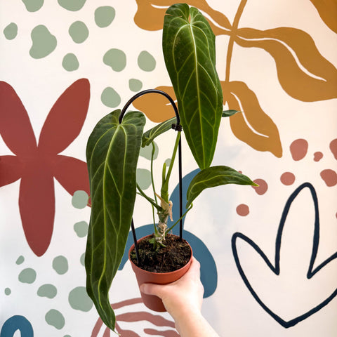 Anthurium warocqueanum - Queen Anthurium - Sprouts of Bristol