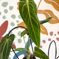 Anthurium warocqueanum - Queen Anthurium - Sprouts of Bristol