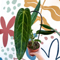 Anthurium warocqueanum - Queen Anthurium - Sprouts of Bristol