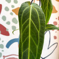 Anthurium warocqueanum - Queen Anthurium - Sprouts of Bristol
