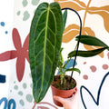 Anthurium warocqueanum - Queen Anthurium - Sprouts of Bristol