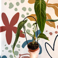 Anthurium warocqueanum - Queen Anthurium - Sprouts of Bristol