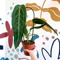 Anthurium warocqueanum - Queen Anthurium - Sprouts of Bristol