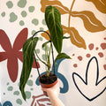 Anthurium warocqueanum - Queen Anthurium - Sprouts of Bristol