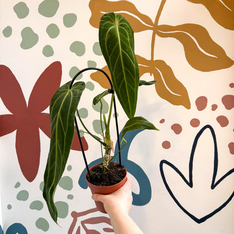 Anthurium warocqueanum - Queen Anthurium - Sprouts of Bristol