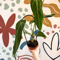 Anthurium warocqueanum - Queen Anthurium - Sprouts of Bristol
