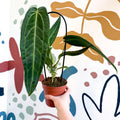 Anthurium warocqueanum - Queen Anthurium - Sprouts of Bristol