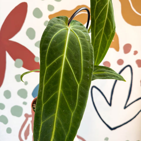 Anthurium warocqueanum - Queen Anthurium - Sprouts of Bristol