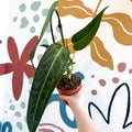 Anthurium warocqueanum - Queen Anthurium - Sprouts of Bristol