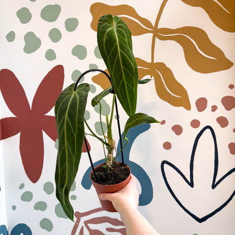 Anthurium warocqueanum - Queen Anthurium - Sprouts of Bristol
