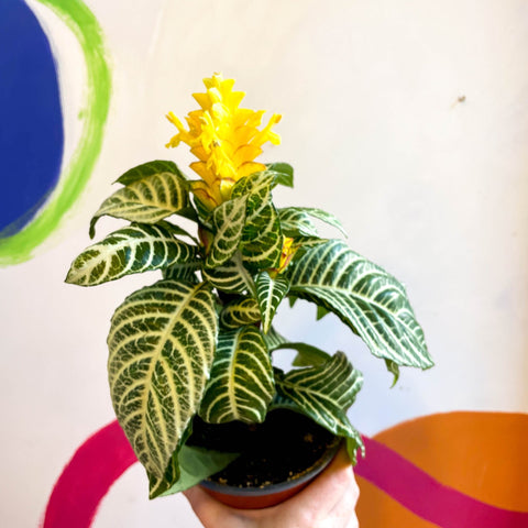 Aphelandra squarrosa 'Dania' - Zebra Plant - Sprouts of Bristol