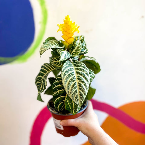 Aphelandra squarrosa 'Dania' - Zebra Plant - Sprouts of Bristol