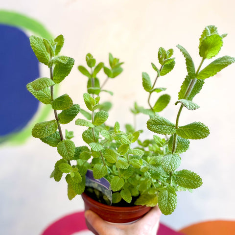 Apple Mint - Mentha suaveolens - British Grown Culinary Herbs - Sprouts of Bristol