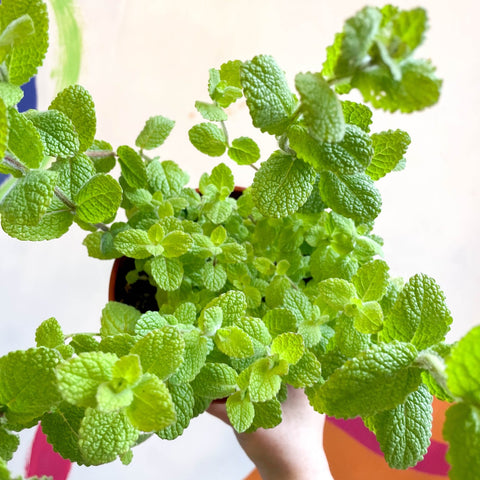 Apple Mint - Mentha suaveolens - British Grown Culinary Herbs - Sprouts of Bristol