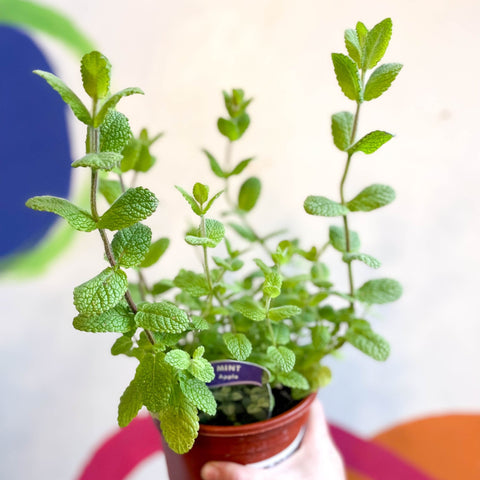 Apple Mint - Mentha suaveolens - British Grown Culinary Herbs - Sprouts of Bristol