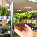 Arachis hypogaea – Peanut Plant - Sprouts of Bristol