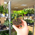 Arachis hypogaea – Peanut Plant - Sprouts of Bristol