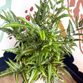 Arachniodes simplicior ‘Variegata’ – East Indian Holly Fern - Sprouts of Bristol
