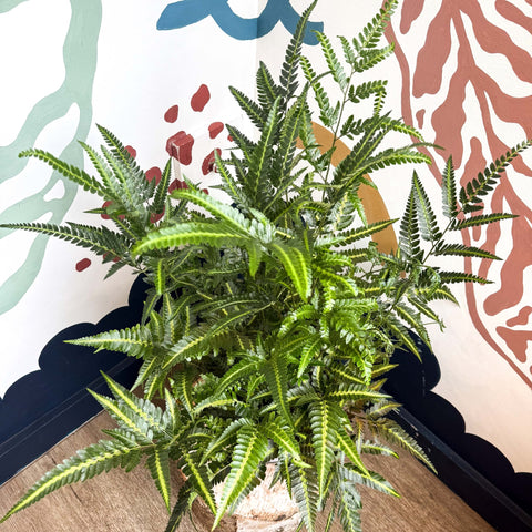 Arachniodes simplicior ‘Variegata’ – East Indian Holly Fern - Sprouts of Bristol