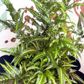 Arachniodes simplicior ‘Variegata’ – East Indian Holly Fern - Sprouts of Bristol