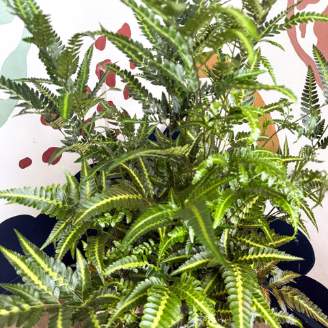 Arachniodes simplicior ‘Variegata’ – East Indian Holly Fern - Sprouts of Bristol