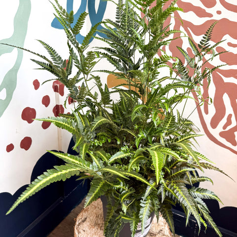 Arachniodes simplicior ‘Variegata’ – East Indian Holly Fern - Sprouts of Bristol
