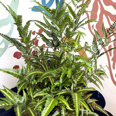 Arachniodes simplicior ‘Variegata’ – East Indian Holly Fern - Sprouts of Bristol