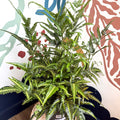 Arachniodes simplicior ‘Variegata’ – East Indian Holly Fern - Sprouts of Bristol