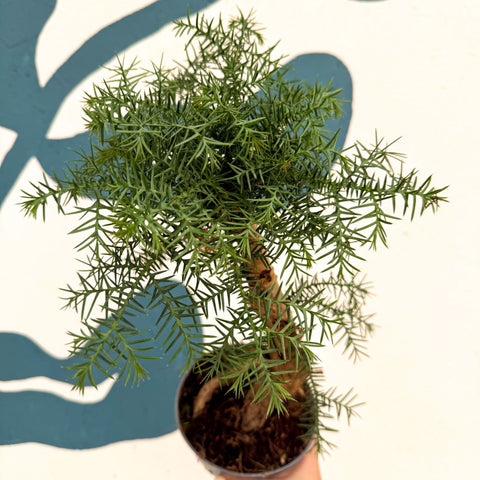 Araucaria cunninghamii - Hoop Pine Bonsai - Sprouts of Bristol