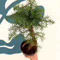 Araucaria cunninghamii - Hoop Pine Bonsai - Sprouts of Bristol