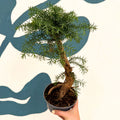 Araucaria cunninghamii - Hoop Pine Bonsai - Sprouts of Bristol
