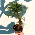 Araucaria cunninghamii - Hoop Pine Bonsai - Sprouts of Bristol