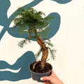 Araucaria cunninghamii - Hoop Pine Bonsai - Sprouts of Bristol
