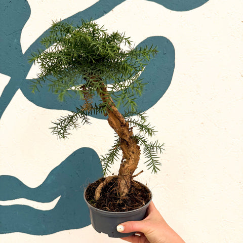 Araucaria cunninghamii - Hoop Pine Bonsai - Sprouts of Bristol
