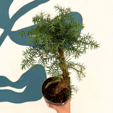 Araucaria cunninghamii - Hoop Pine Bonsai - Sprouts of Bristol
