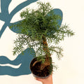 Araucaria cunninghamii - Hoop Pine Bonsai - Sprouts of Bristol