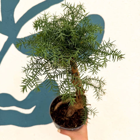 Araucaria cunninghamii - Hoop Pine Bonsai - Sprouts of Bristol