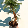 Araucaria cunninghamii - Hoop Pine Bonsai - Sprouts of Bristol