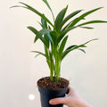 Areca Palm - Chrysalidocarpus lutescens - Sprouts of Bristol