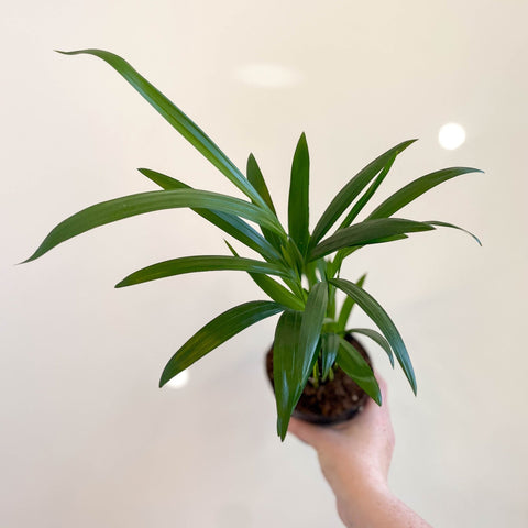 Areca Palm - Chrysalidocarpus lutescens - Sprouts of Bristol