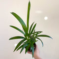 Areca Palm - Chrysalidocarpus lutescens - Sprouts of Bristol