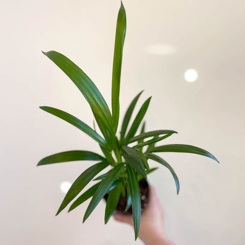 Areca Palm - Chrysalidocarpus lutescens - Sprouts of Bristol
