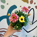 Argyranthemum frutescens 'Apricot' - Marguerite Daisy - Sprouts of Bristol