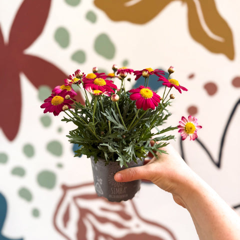 Argyranthemum frutescens 'La Rita Red' - Red Marguerite Daisy - Sprouts of Bristol